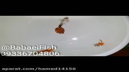 ماهی گوپی نژاد رد فایر Red fire