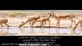 آهوی ایرانی پناهگاه حیات وحش #موته، شمال غربی استان اصفهان ابوالفضل فلاح زاده