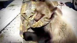 حمله خرس گریزلی به بوفالو