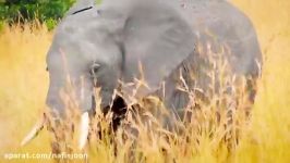 تقابل شیر فیل  حیات وحش