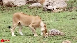 حمله شیر به چیتا برای تصاحب شکار