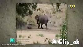 مستندی حيات وحش  جدال باورنکردنی شیرماده،بوفالو فیل  دوبله فارسی