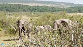 یوزپلنگ در حال شکار بز کوهی  حمله فیل به یوزپلنگ برای نجات بز کوهی