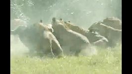 حمله شیرها به گاومیش