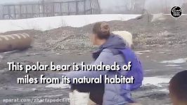خرس قطبی سرگردان در شهر چندصد مایل زیستگاهش دور شده