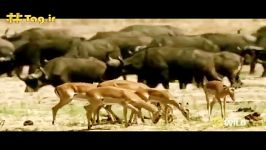 حمله بابون‌ها به یوزپلنگ برای نجات آهو