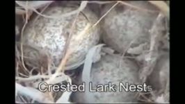 لانه چکاوک کاکلی Crested Lark Nest