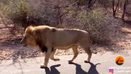 شکار گوزن کودو توسط شیر در جاده