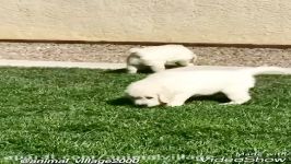 فروش توله های وارداتی گلدن رتریور golden retriever