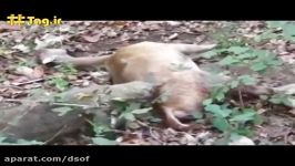 تعقیب شکار گوزن توسط اژدهای کومودو