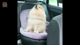 بامزه ترین پامرانیان های دنیا  Funny and Cute Pomeranian Video