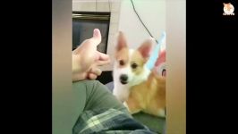 کارهای خنده دار بامزه کورگی ها Corgi Best Cute and Funny 2019