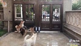 بامزه ترین سگ ها گربه ها  کلیپ جدید Funny and Cute Dog and Cat 2019