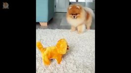 خوشگل ترین بامزه ترین پامرانیان ها  Mini Pomeranian Cute Pomeranian Videos