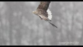 Seeadler schlägt Graugans 1  Eagle hunts Goose 1