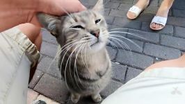 Grey cat meowing very loudly for affection because she is so lovely