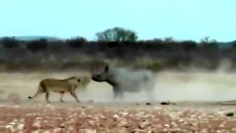 Lion vs Rhino  Buffalo vs Rhino  Real Fight Wild Animal Attacks
