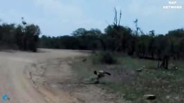 حمله خوک به عقاب برای نجات بچه خوک