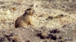 Prairie Dog Mating Season  Prairie Dog Manor