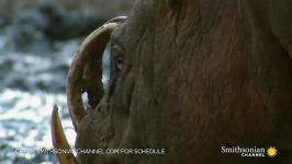 This Wild Pig Has Fangs That Can Pierce Its Own Skull