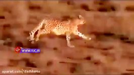 شکار دیدنی خرگوش توسط یوزپلنگ ایرانی در جاجرم