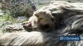 کشته شدن یک قلاده خرس در مشکین شهر