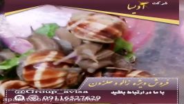 خرید فروش حلزون طبی اسکارگو در اصفهان