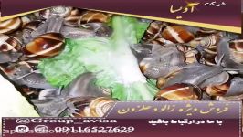 خرید فروش حلزون طبی اسکارگو در تهران