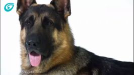 معرفی کامل نژاد سگ ژرمن شپرد German Shepherd