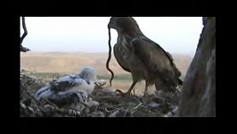 مستند زندگی عقاب مارخور در ایران شهرستان بیجار گروس 