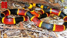 ده تا خوشگل ترین مارهای جهان  10 Most Beautiful Snakes In The World