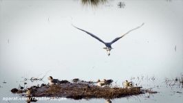 پرندگان مهاجر Migratory birds  حیات وحش ایران