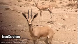 Kavir National Park  سفر به پارک ملی کویر بخش دوم