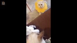 سگ گربه های خیلی خیلی بامزه Funny and Cute Dog and Cat 2019