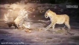 مستند خونین ترین شکستها در شکار شیر ببر کفتار  Lion Leopard Fail Hunting