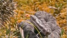 جنگ ترسناک بین مار چندمتری وحشتناک نی نی کوچولوی جوجه تیغی  Hedgehog vs Snake