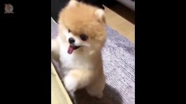 پامرانیان های خوشگل بامزه ملوس Mini Pomeranian Funny and Cute