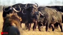 راز بقا  مبارزه خونین حیوانات وحشی  Mother Lion Struggle With Wild Dogs