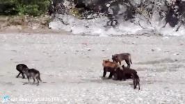 جنگ نبرد حیوانات وحشی در حیات وحش