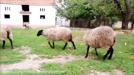 پرورش گاو گوسفند رومانوف romanov sheep serbia september