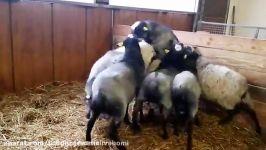 آموزش پرورش گوسفند حیوانات رومانوف