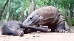 سلاخی زنده خواری گراز توسط اژدها های کومودو