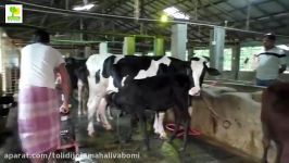 گزارش کامل پرورش گاو شیری بامصرف کنسانتره شیری