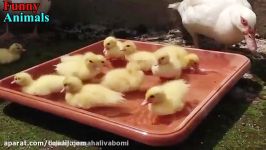 جوجه کشی اردک بازی جوجه اردک ها در خانه