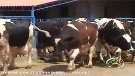 اصول پرورش گاو شیری  پرورش گاو شیری