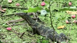 2019 Water Monitor vs Snake  مستند وحشتناک حیوانات  جنگ مار بزمجه HD