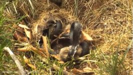 حمله به بچه تازه زايمان شده حیوانات توسط مار حمله ببرها به روستا کمک ارتش HD