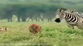 حمله گورخر عصبانی به یوزپلنگی در پی شکار گورخر بود