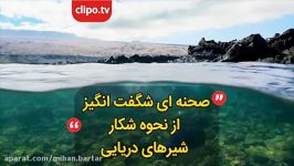 صحنه ای شگفت انگیز حیات وحش شکار جالب شیرهای دریایی