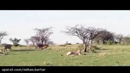 تلاش زرافه برای محافظت فرزندش در مقابل شیرها